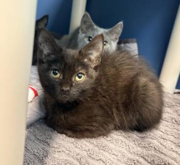 SLINKY -  Domestic Short Hair Cat for Adoption in Hagerstown, Maryland - SLINKY | PetCurious