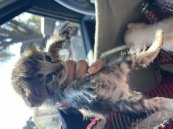 A1934949 -  Domestic Short Hair Cat for Adoption in Riverside, California - A1934949 | PetCurious