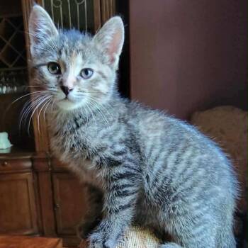 Gerudo -  Domestic Short Hair Cat for Adoption in Walker, Michigan - Gerudo | PetCurious