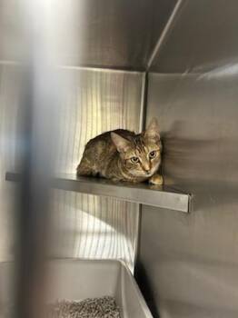 Domestic Short Hair Cats Available for Adoption in Ocala, Florida - A380335 | PetCurious