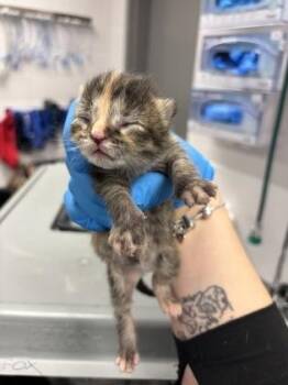 Domestic Short Hair Cats Available for Adoption in Gastonia, North Carolina - Jo | PetCurious