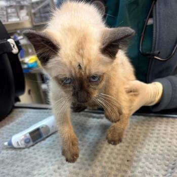 Rue -  Siamese and Domestic Medium Hair Cat for Adoption in Los Angeles, California - Rue | PetCurious