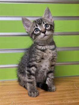DUMPLING -  Domestic Short Hair Cat for Adoption in St. Peters, Missouri - DUMPLING | PetCurious