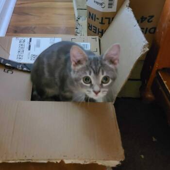 Samantha (tabby) -  Domestic Short Hair Cat for Adoption in Tallahassee, Florida - Samantha (tabby) | PetCurious