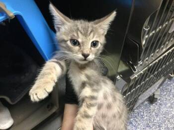 A1920096 -  Domestic Short Hair Cat for Adoption in Thousand Palms, California - A1920096 | PetCurious