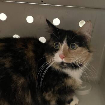 Domestic Medium Hair Cats Available for Adoption in Allentown, Pennsylvania - Princess Poppy | PetCurious