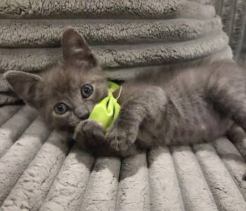 Fozzie Bear -  Domestic Medium Hair and Russian Blue Cat for Adoption in Magnolia Springs, Alabama - Fozzie Bear | PetCurious