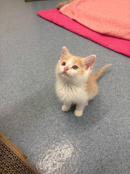 (C) Bean -  Domestic Short Hair Cat for Adoption in Portland, Indiana - (C) Bean | PetCurious