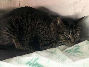 ZOEY -  Domestic Short Hair Cat for Adoption in Killeen, Texas - ZOEY | PetCurious