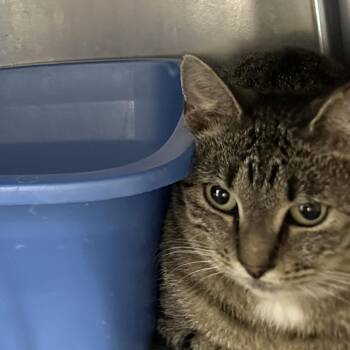 Jubilee -  Domestic Short Hair Cat for Adoption in Corbin, Kentucky - Jubilee | PetCurious