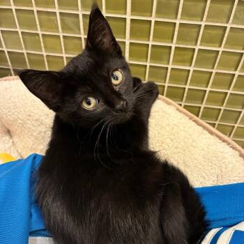 Jared Goff -  Domestic Medium Hair Cat for Adoption in Ferndale, Michigan - Jared Goff | PetCurious