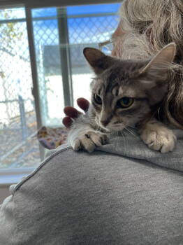 Rescue Domestic Short Hair Cats for Adoption in Emmett, Idaho - Kitten - Tortilla | PetCurious