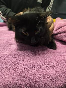 Domestic Long Hair Cats Available for Adoption in Detroit, Michigan - Fuzzy McFluff | PetCurious