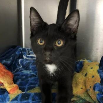 Rescue Domestic Short Hair Cats for Adoption in Cumming, Georgia - Luna (fka Cinder 2) | PetCurious