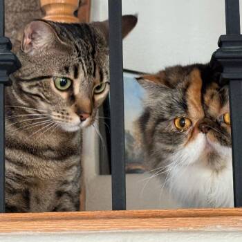 Kit Kat -  Bengal Cat for Adoption in Las Vegas, Nevada - Kit Kat | PetCurious