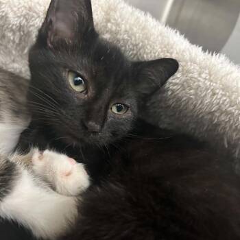 Moe -  Domestic Short Hair Cat for Adoption in Clavet, Saskatchewan - Moe | PetCurious