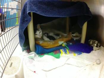 HATTIE -  Domestic Short Hair Cat for Adoption in Omaha, Nebraska - HATTIE | PetCurious