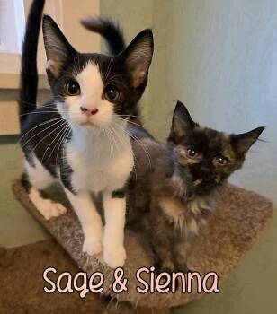 Domestic Long Hair Cats Available for Adoption - Sienna | PetCurious