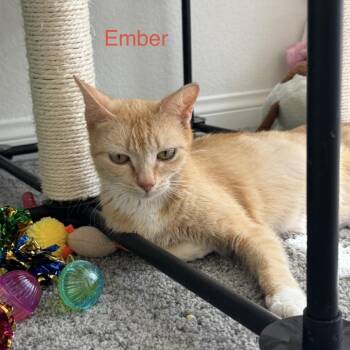 Ember -  Domestic Short Hair Cat for Adoption in Las Vegas, Nevada - Ember | PetCurious