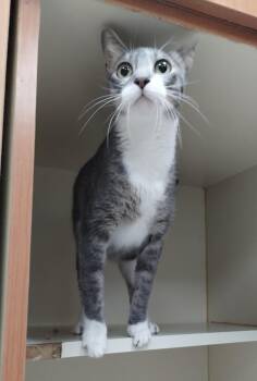 Titus -  Domestic Short Hair Cat for Adoption in Little Rock, Arkansas - Titus | PetCurious