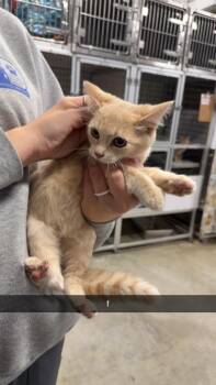Curly -  Domestic Short Hair Cat for Adoption in Greensburg, Indiana - Curly | PetCurious