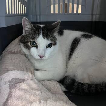 Domestic Medium Hair Cats Available for Adoption in San Pablo, California - Anika | PetCurious