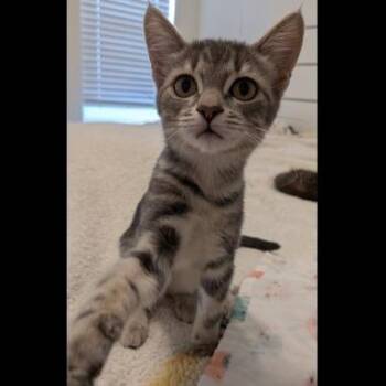 Charm -  Domestic Short Hair Cat for Adoption in Prescott, Arizona - Charm | PetCurious