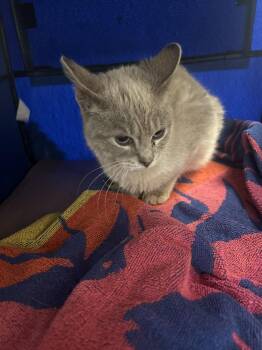 Domestic Short Hair Cats Available for Adoption - Hannah | PetCurious