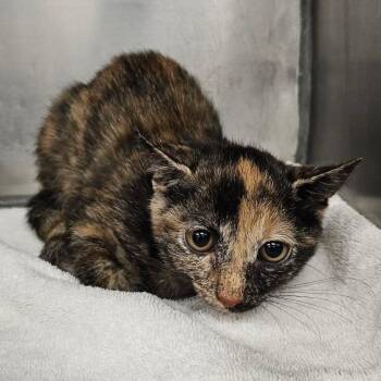Katherine -  Domestic Short Hair Cat for Adoption in Martinsville, Virginia - Katherine | PetCurious