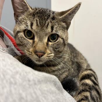 Abbot -  Domestic Short Hair Cat for Adoption in Birmingham, Alabama - Abbot | PetCurious