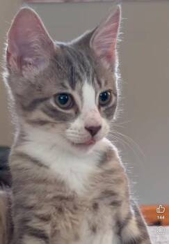 Donatello -  Domestic Short Hair Cat for Adoption in La Porte, Indiana - Donatello | PetCurious