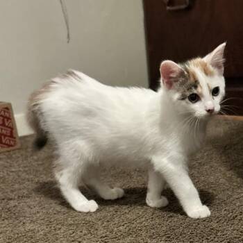 Joanie -  Domestic Short Hair Cat for Adoption in Carmel, Indiana - Joanie | PetCurious