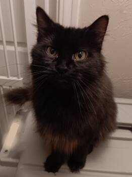 Rescue Domestic Long Hair Cats for Adoption in Monroeville, Pennsylvania - Raven | PetCurious