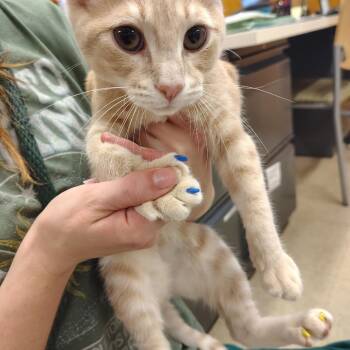 Cassian -  Domestic Short Hair and Mixed Breed Cat for Adoption in Ashtabula, Ohio - Cassian | PetCurious