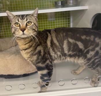 Domestic Short Hair Cats Available for Adoption - Slim Pickins | PetCurious