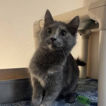 Domestic Short Hair Cats Available for Adoption in Harrisonburg, Virginia - Gracie | PetCurious