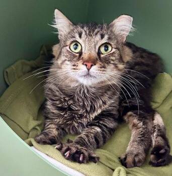 Mr. T -  Domestic Short Hair Cat for Adoption in Sacramento, California - Mr. T | PetCurious