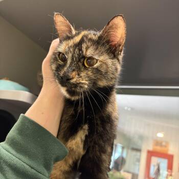 Domestic Short Hair Cats Available for Adoption in Peconic, New York - Lola | PetCurious