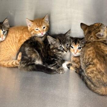 Fluttershy -  Domestic Medium Hair Cat for Adoption in Kent, Washington - Fluttershy | PetCurious