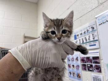 PHEE -  Domestic Short Hair Cat for Adoption in Santa Fe, New Mexico - PHEE | PetCurious