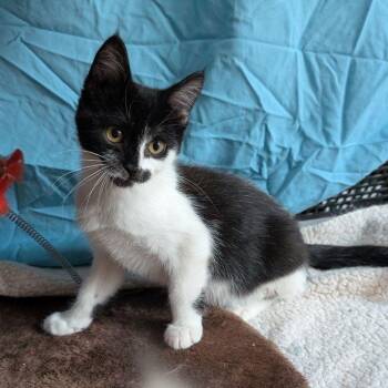 Rescue Domestic Short Hair Cats for Adoption in Lake Orion, Michigan - Honeydew | PetCurious