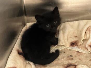 NOAH -  Domestic Short Hair Cat for Adoption in Tustin, California - NOAH | PetCurious