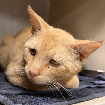 Domestic Short Hair Cats Available for Adoption in Yuma, Arizona - Stone | PetCurious