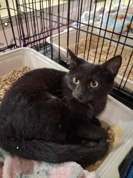 Domestic Short Hair Cats Available for Adoption in Deltona, Florida - Layla | PetCurious