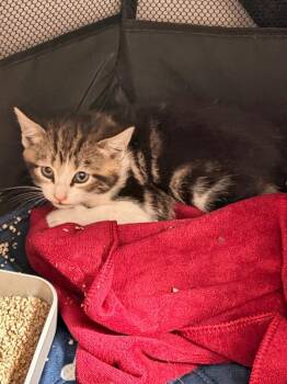 Pru -  Domestic Short Hair Cat for Adoption - Pru | PetCurious