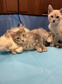 Rescue Domestic Short Hair Cats for Adoption in Richardson, Texas - Morel | PetCurious