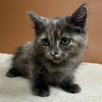 Princess Donut -  Domestic Medium Hair Cat for Adoption in San Antonio, Texas - Princess Donut | PetCurious