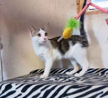 Rescue Domestic Short Hair Cats for Adoption in Centerton, Arkansas - Chickadee | PetCurious