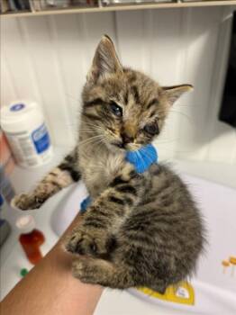 Domestic Medium Hair Cats Available for Adoption in Woodland, California - *BENITO | PetCurious