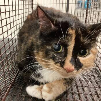 Callie -  Domestic Short Hair Cat for Adoption in San Gabriel, California - Callie | PetCurious